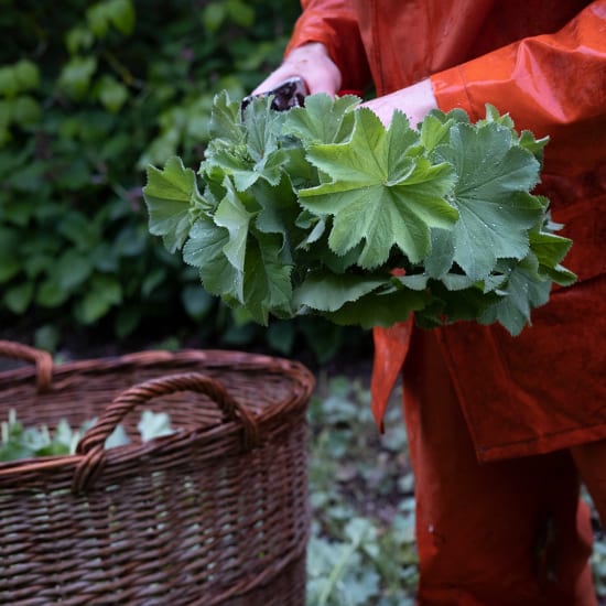Person in orange workwear holding a bundle of fresh green herb leaves beside a wicker basket in a garden.