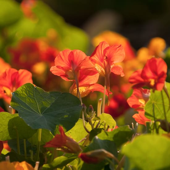 Nasturtium - Tropaeolum majus L.