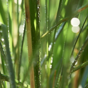 Lemon Grass - Cymbopogon citratus L.