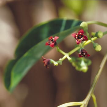 Sandalwood - Santalum album L.