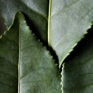 Tea - Camellia Sinensis
