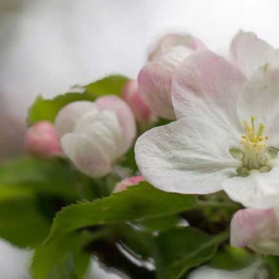 Close-up of a white and pale pink blossom cluster with green leaves against a blurred background.