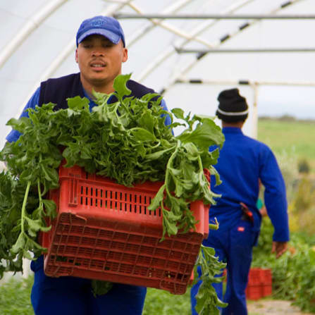Farm worker carrying a crate full of leafy greens in a greenhouse, with two other workers harvesting in the background.