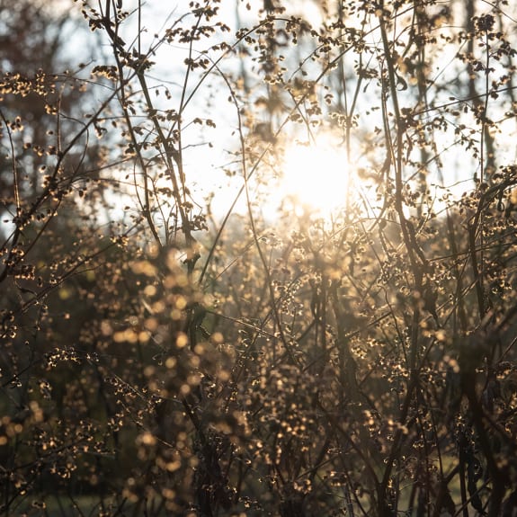 Sunlight shining through tall dry stems and seed heads, creating a warm, hazy woodland glow.