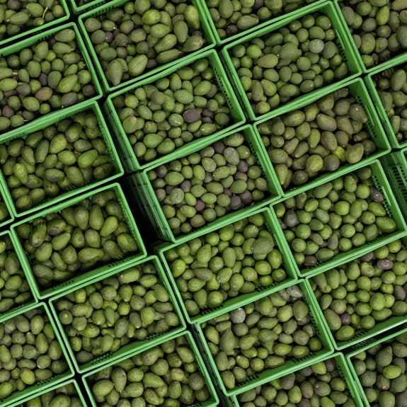 Overhead view of green crates packed with avocados.
