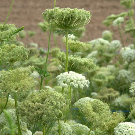 Close-up of carrot flower heads in a field, with delicate white and green umbels on tall stems.