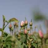 Pink rosebuds on thorny stems with green leaves, softly blurred against a pale sky.