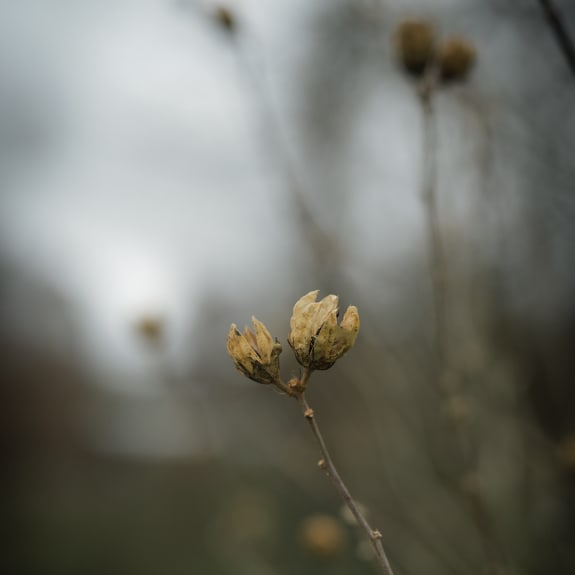 Close-up of two dried seed pods on a thin stem, with a soft blurred gray background.