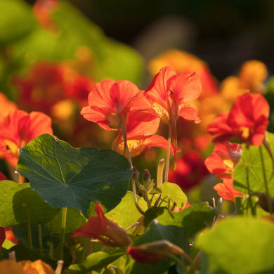 Nasturtium - Tropaeolum majus L.