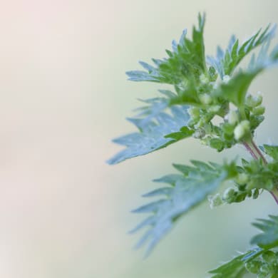 Small nettle - Urtica urens L.