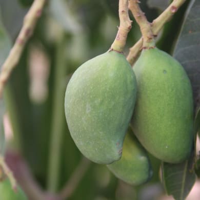 Mango on tree - Mangifera indica L.