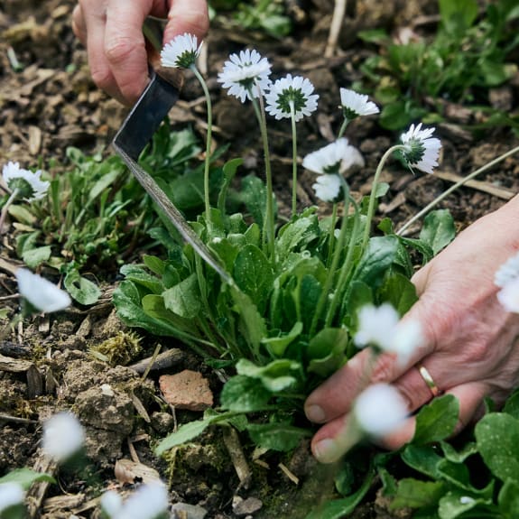 Hands use a hand hoe to weed around small white wildflowers in a garden bed.