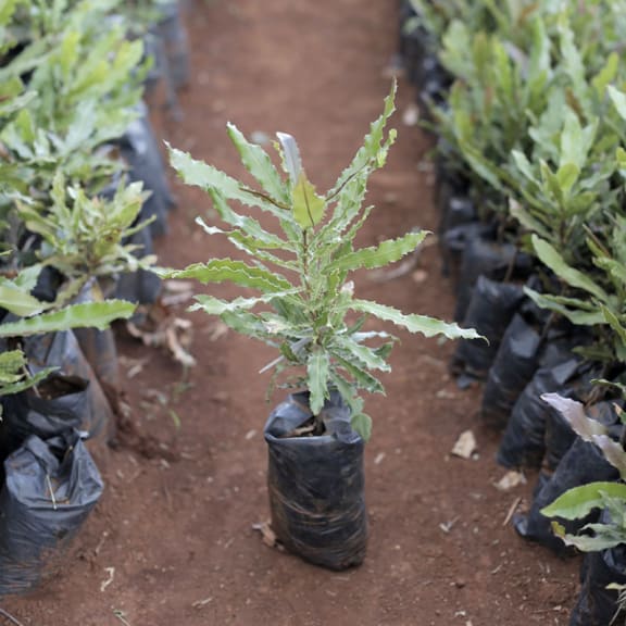 Macadamia seedlings on the ground in rows.