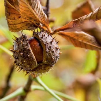 Horse Chestnut - Aesculus hippocastanum L.
