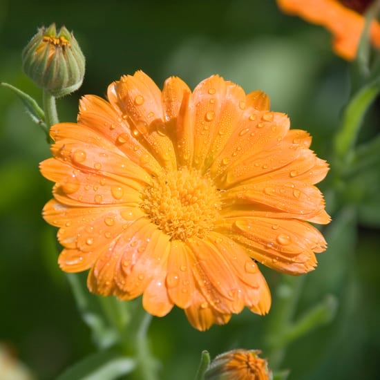 Marigold - Calendula officinalis L.
