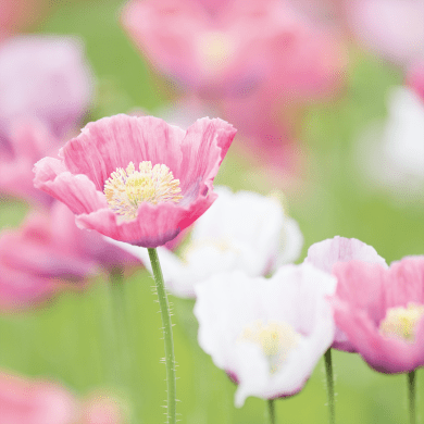 White Poppy - Papaver somniferum L.