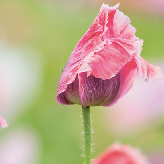 Close-up of pink poppy buds with delicate petals against a soft green and pastel blurred background.