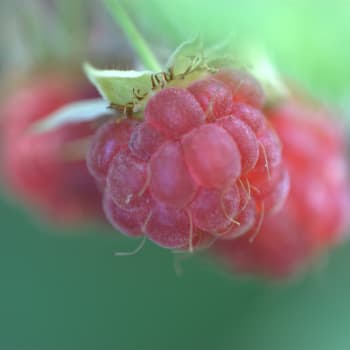 Raspberry - Rubus idaeus L.