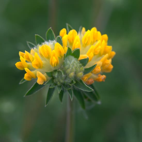 Kidney Vetch - Anthyllis vulneraria L.