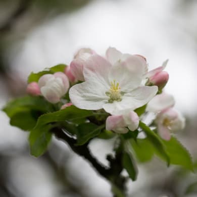 Apple - Malus domestica Borkh.