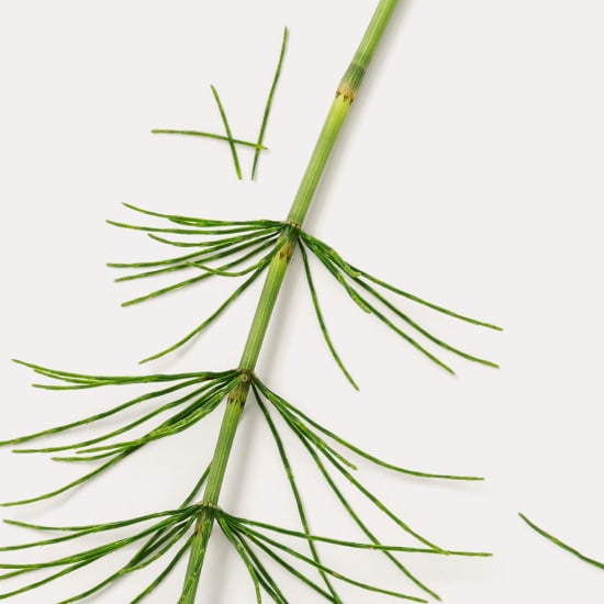 Close-up of a green horsetail stem with whorled side branches on a white background.