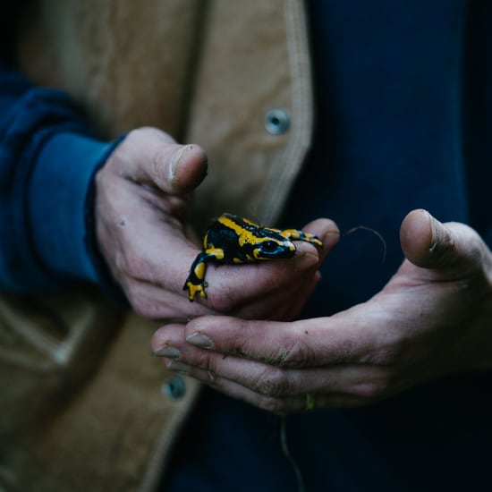 Close-up of muddy hands gently holding a small black-and-yellow salamander.