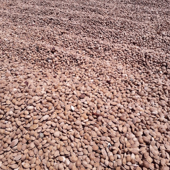 Close-up of a large pile of dried apricot kernels filling the frame.