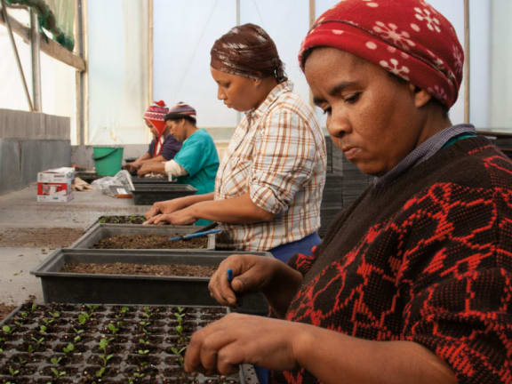 Women wearing headscarves work at trays of seedlings in a greenhouse.