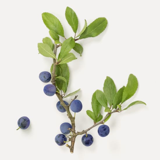 Branch of blackthorn with green serrated leaves and ripe blue-black sloes on a white background.