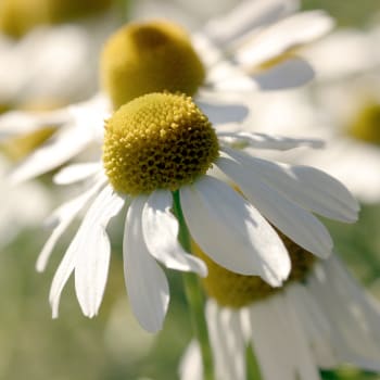German Chamomile - Chamomilla recutita L.