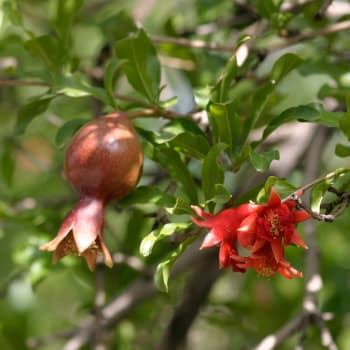 Pomegranate - Punica granatum L.