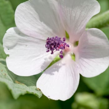 Marsh mallow - Althaea officinalis L.