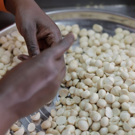 Hands shelling macadamia nuts.