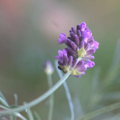 Lavender - Lavandula angustifolia Mill.