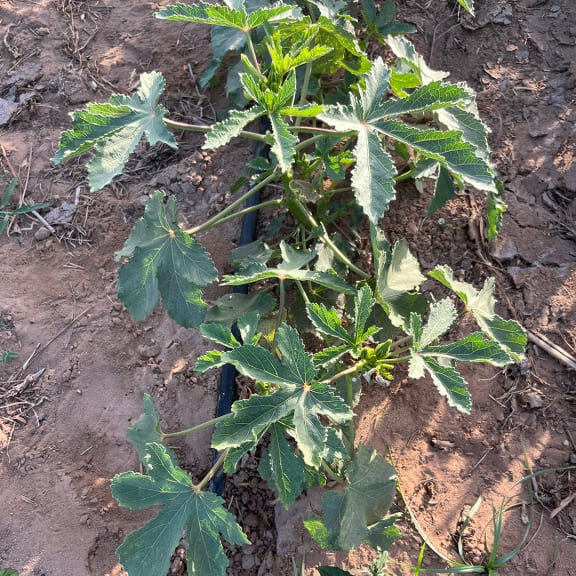 Castor oil plant.