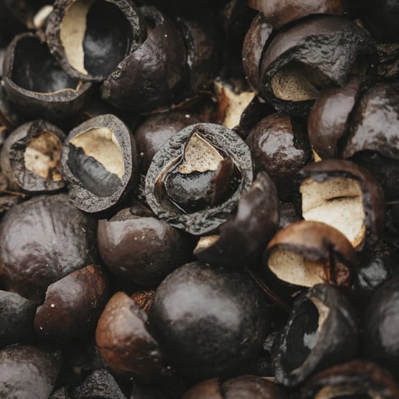 Close-up of glossy dark brown seed shells piled together, showing natural textures and cream-colored interiors.