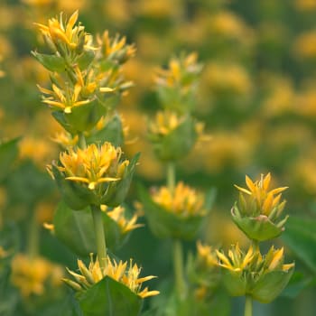 Gentian - Gentiana lutea L.