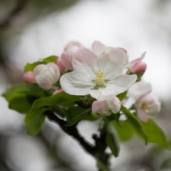 Apple - Malus domestica Borkh.