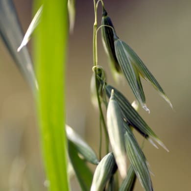 Common Oat - Avena sativa L.