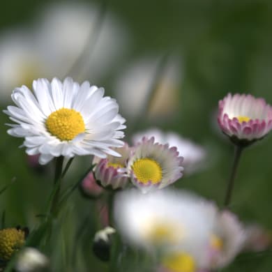 Daisy - Bellis perennis L.