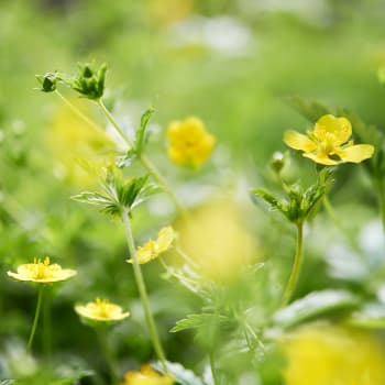 Tormentil - Potentilla officinalis