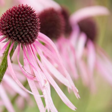Pale-purple coneflower - Echinacea pallida