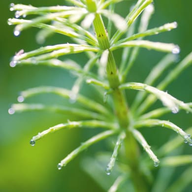 Field Horsetail -Equisetum arvense L.