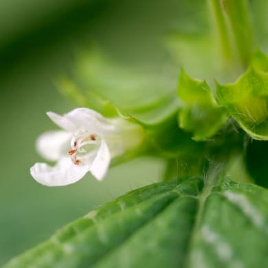 Melissa - Melissa officinalis L.