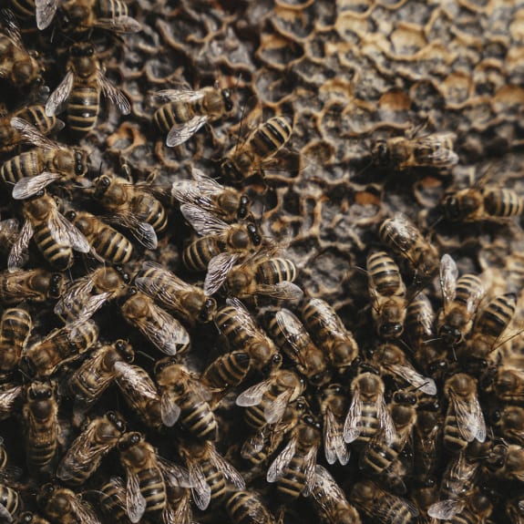 Close-up of honey bees clustered on a honeycomb, their striped bodies and translucent wings filling the frame.