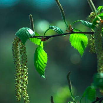 Birch - Betula pendula Roth