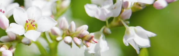 Close-up of white buckwheat flowers with pink buds against a soft green background.