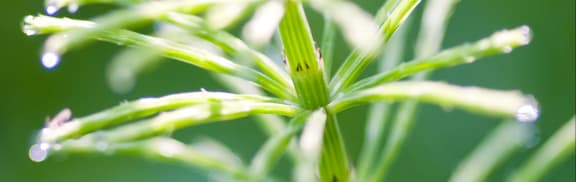 Green, Leaf, Plant, Droplet