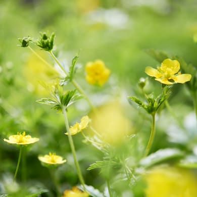 Tormentil - Potentilla officinalis