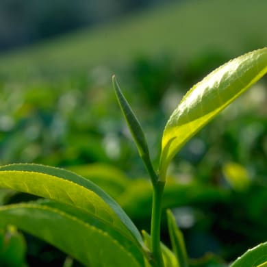 Tea - Camellia sinensis (L.) O. Kuntze